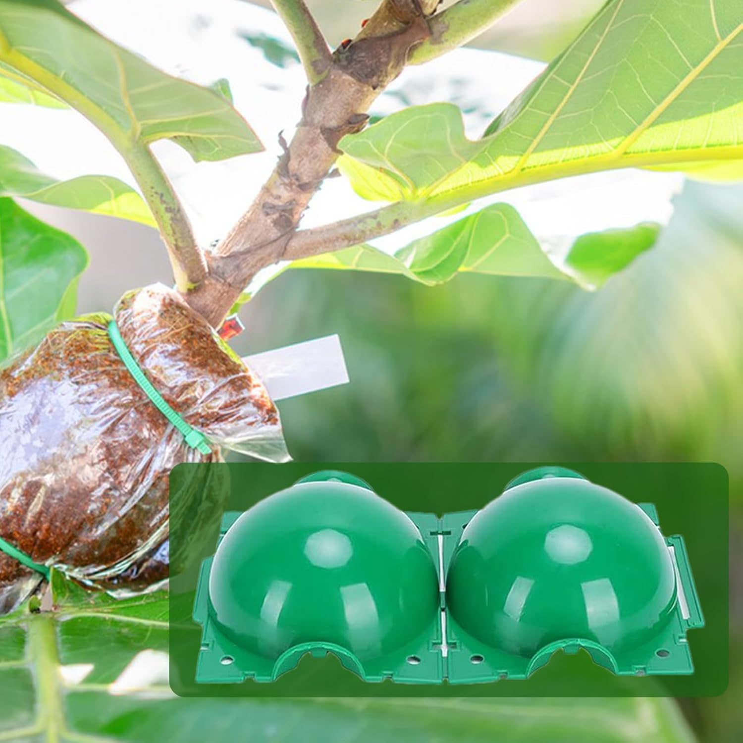Wielorazowa kula do ukorzenian – Smart Garden Box recenzja i cena