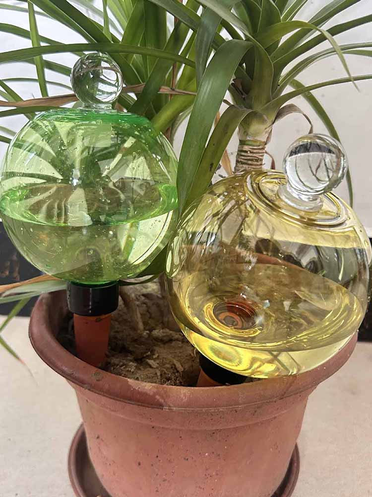 Samonawadniające się kule 500  – Plant Watering Globe recenzja i cena