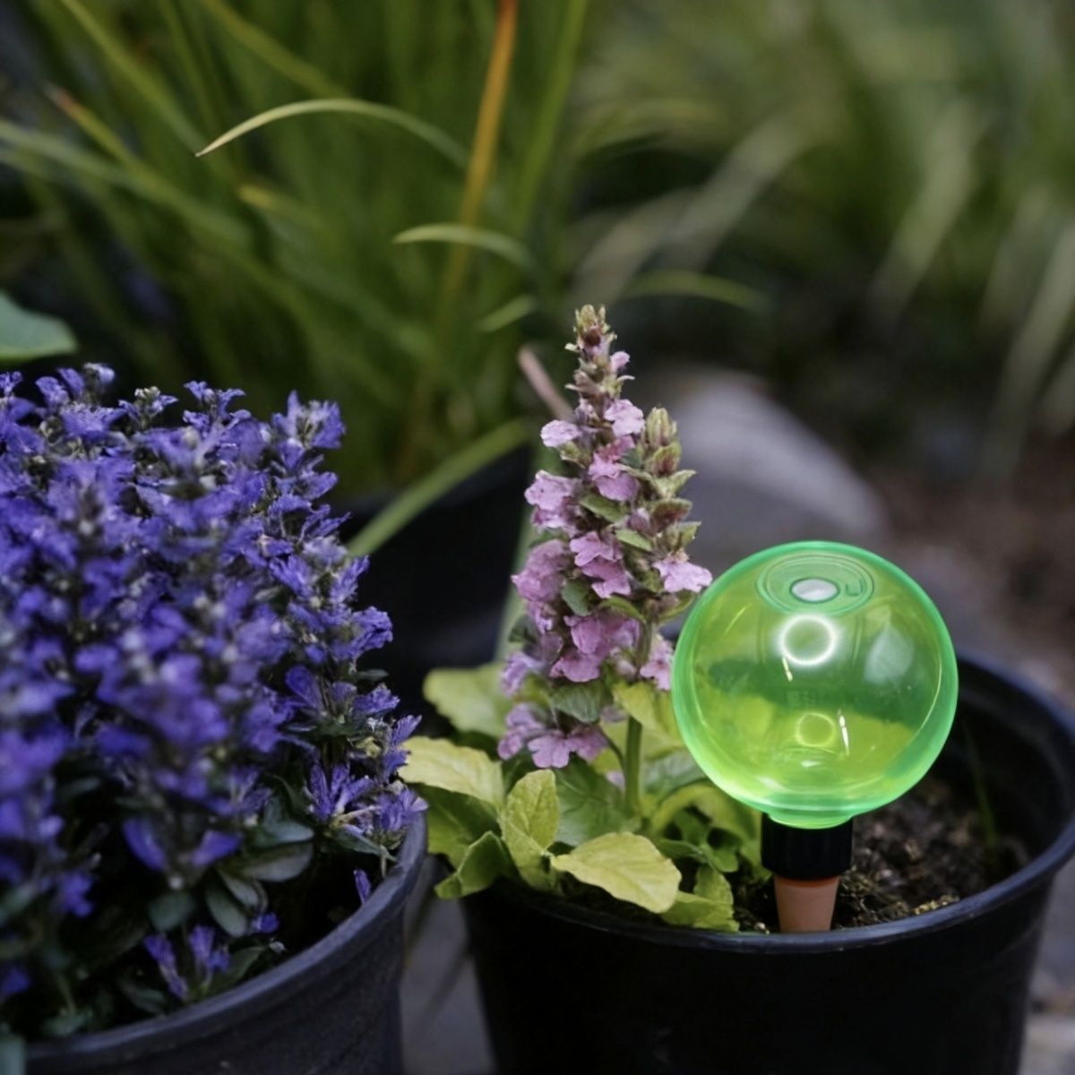 3 szt. Duże plastikowe kule do – Plant Watering Globe recenzja i cena